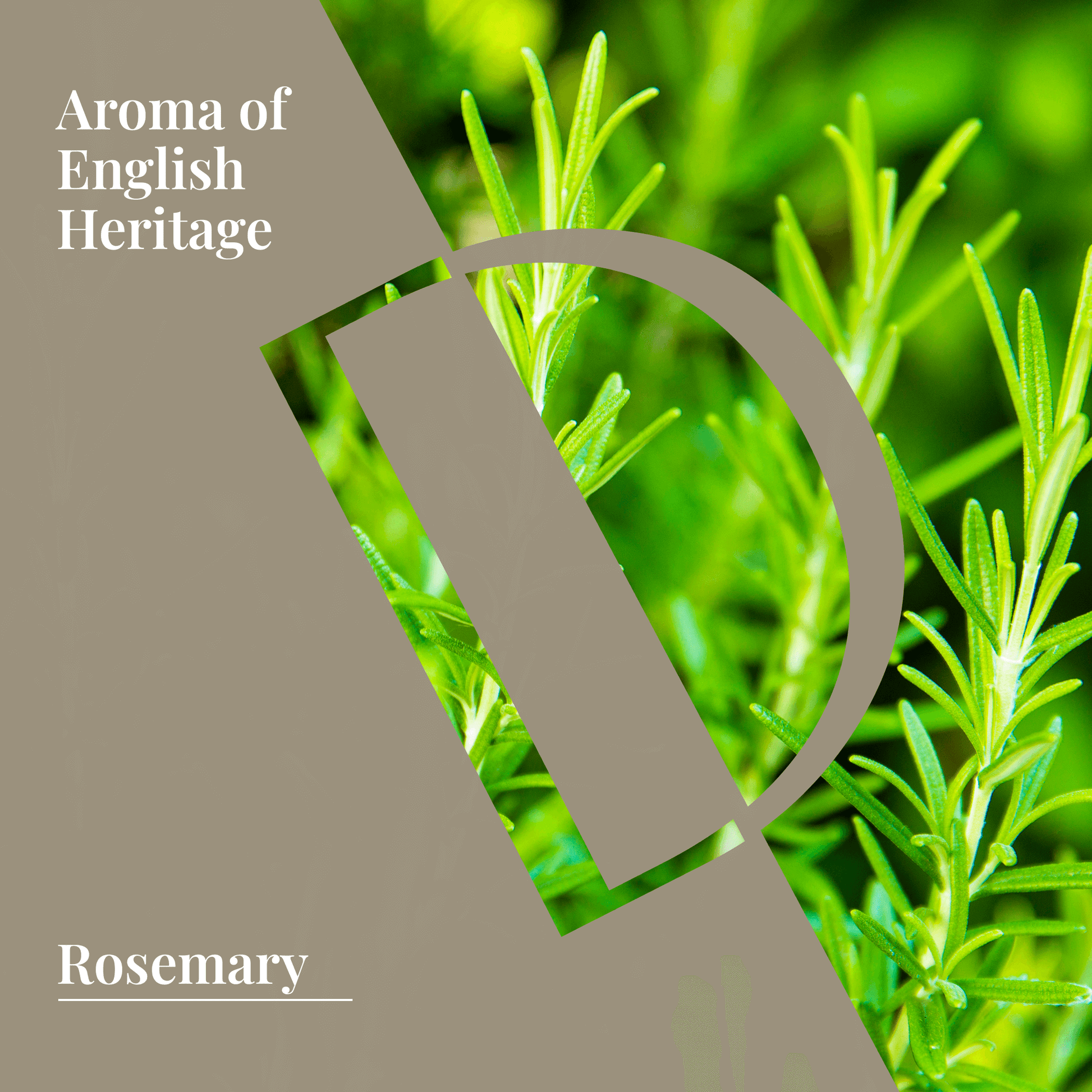 Rosemary Organic Wellness Grade Essential Oil-2