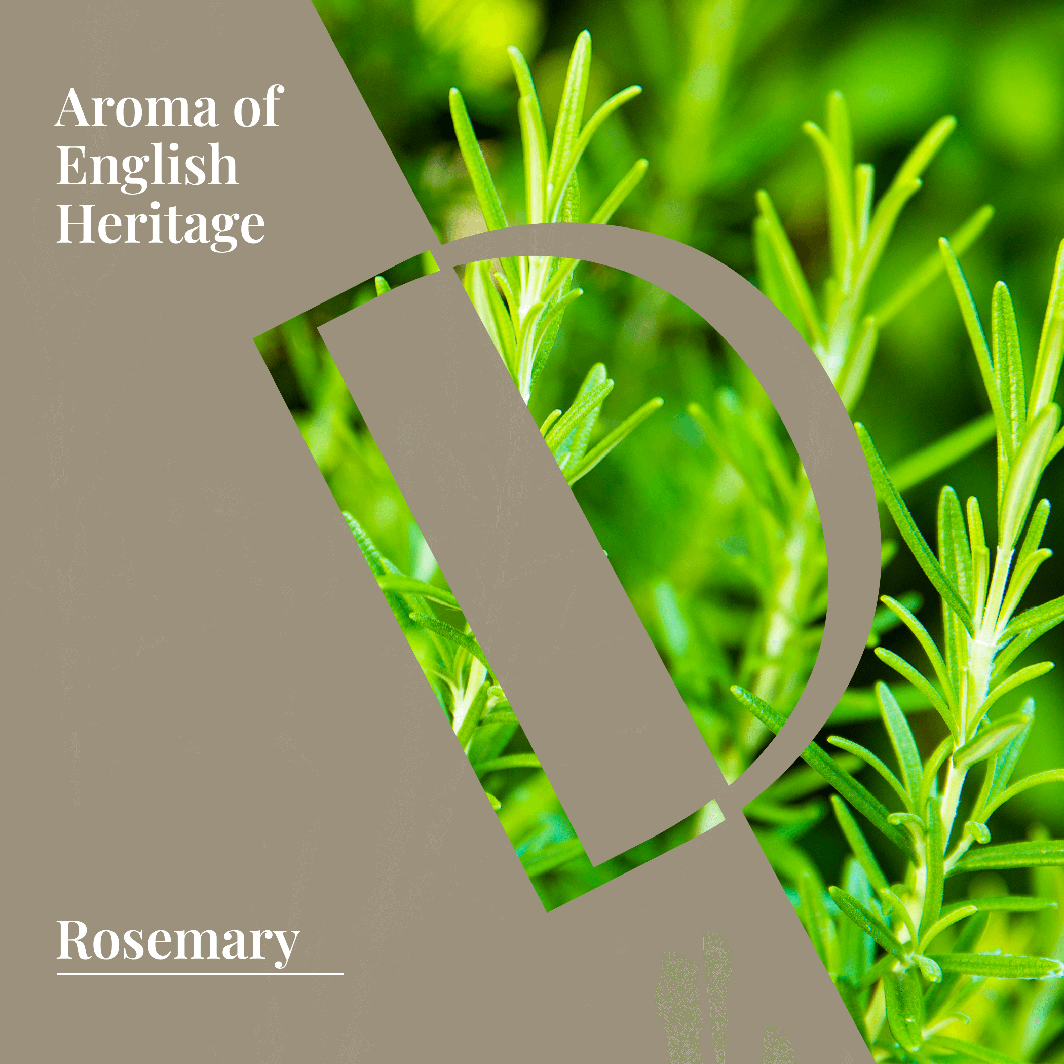 Rosemary Organic Wellness Grade Essential Oil-2