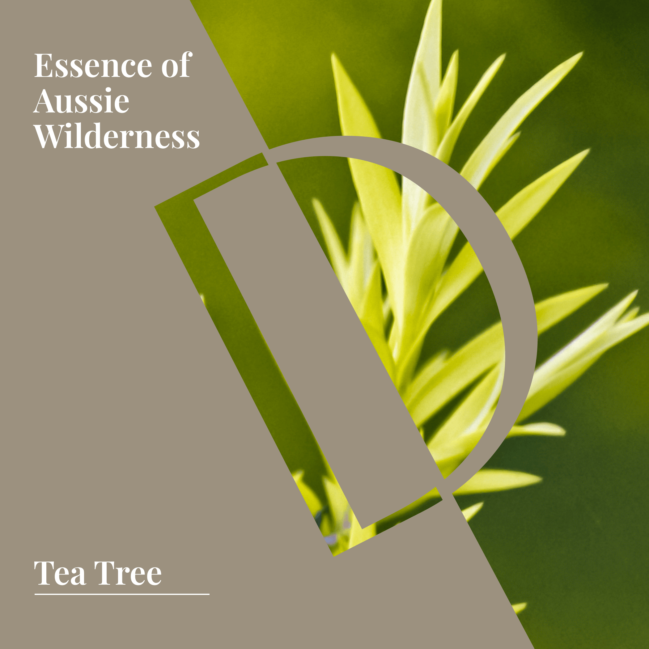 Tea Tree Organic Wellness Grade Essential Oil-2