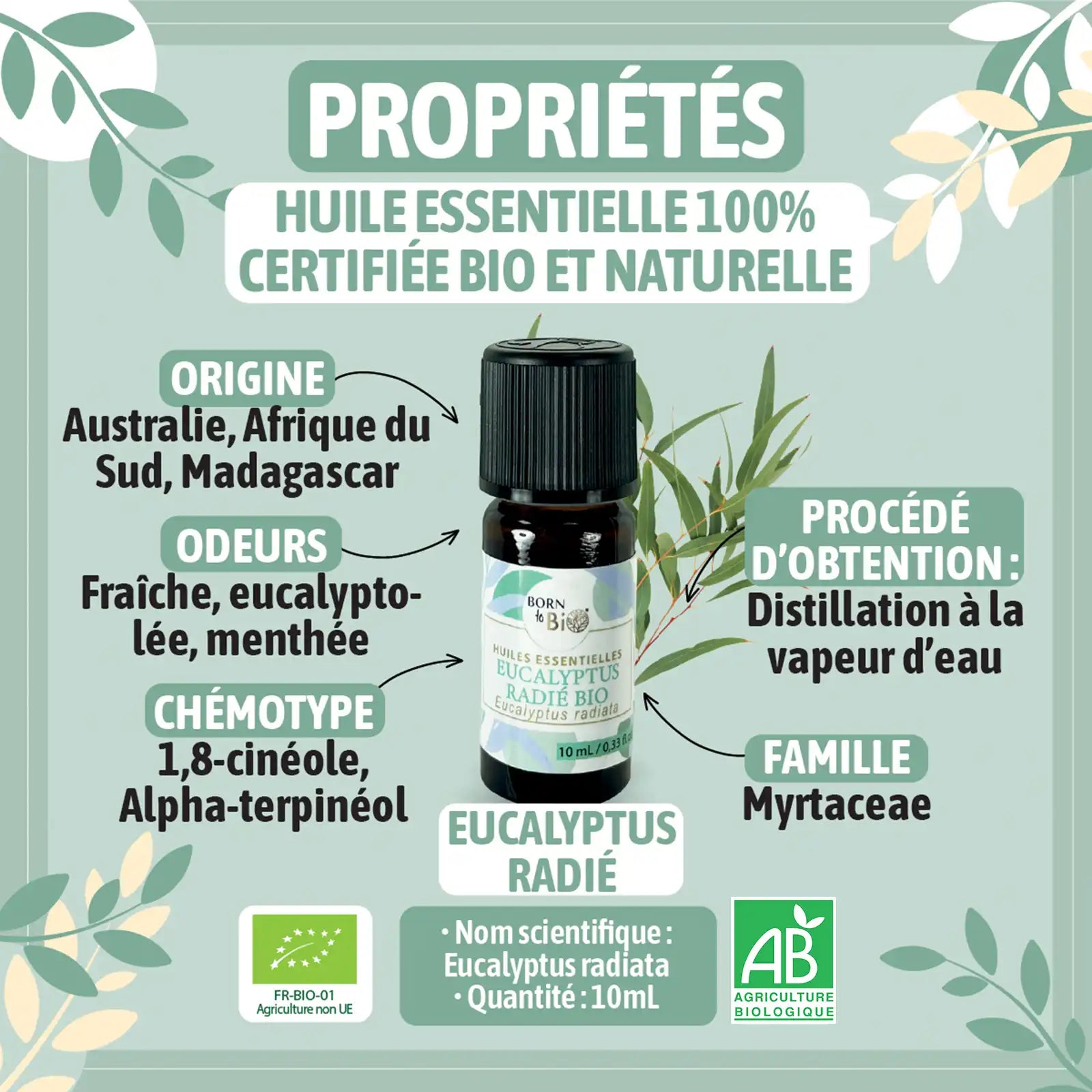 Huile essentielle Eucalyptus radié Certifiée Bio-1